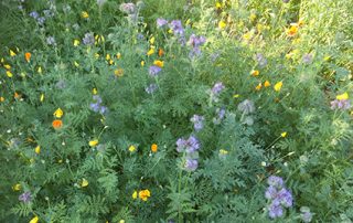 Veldbloemen Romantic