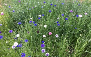 Veldbloemen Renaissance