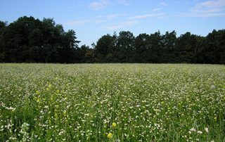 Brabants landschap natuurmengsel