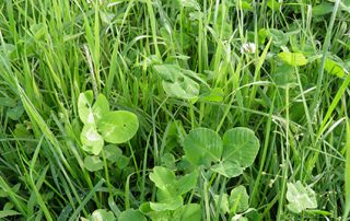 Brabants grasmengsel