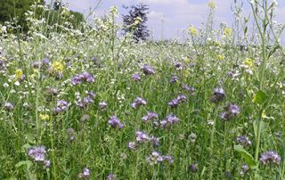 Lycaena bijenmengsel