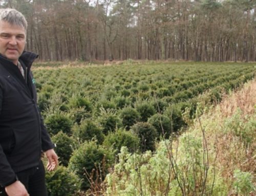 Soortenrijk bloemenmengsel past bij bedrijfsvoering van boomkwekerij Wouters