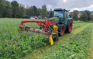 Droogtetolerante maaiweide AverHeino