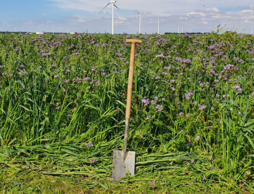 5 hectare met korting op groenbemestermengsels
