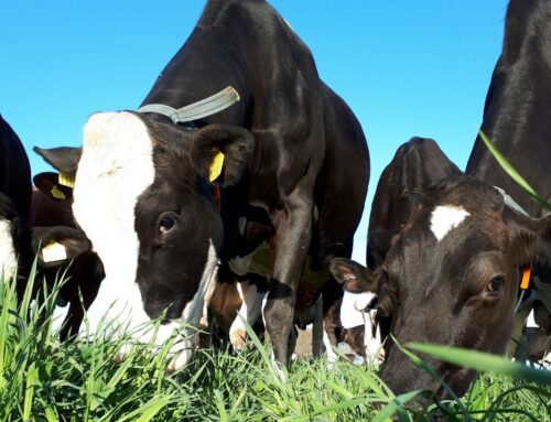 1001 ha – Kruidenrijkgrasland met €150,- euro korting