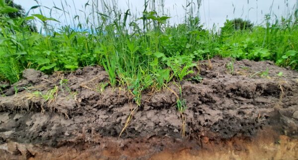 Doorworteling van een groenbemester