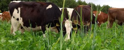 1001 Kruidenrijk grasland op maat GB