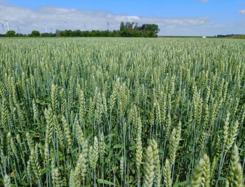 Boer Bakker Broodje Baktarwe