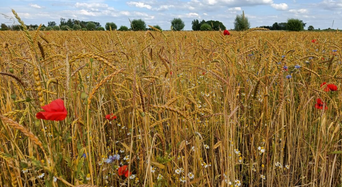 Wilhelminahoeve klein 4