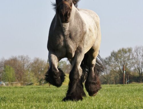 Korting op kruidenrijke paardenweides
